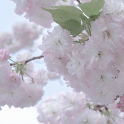 兽设冰雪元素设计FurryQQ群